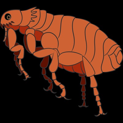 centena-plus-resultado